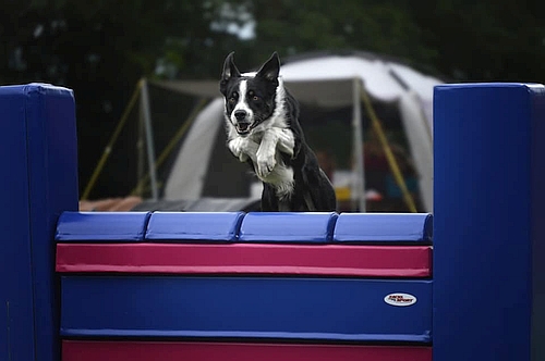 Soft překážky pro psí agility